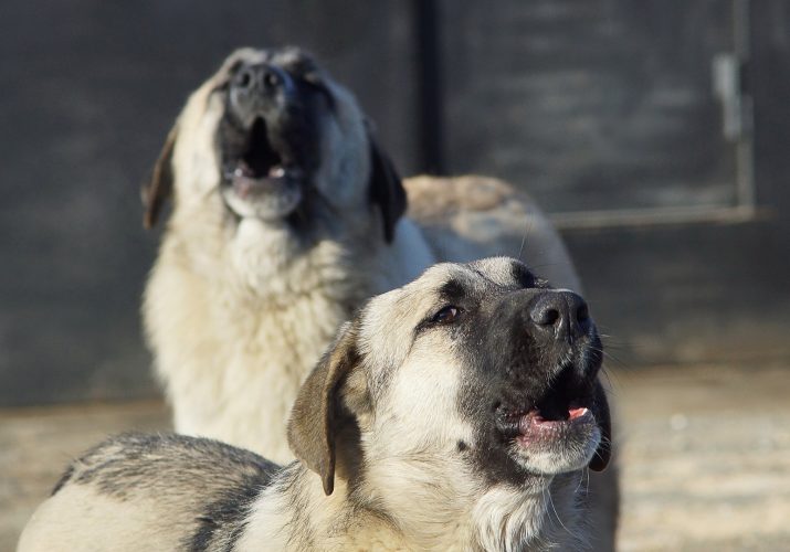 МО "Город Астрахань" могут признать виновными в численности бездомных собак в городе