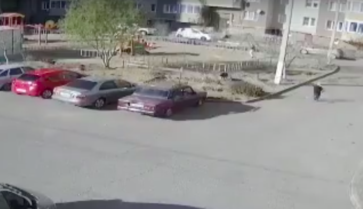 Видеокамеры зафиксировали, как собаки нападают на детей в Астрахани