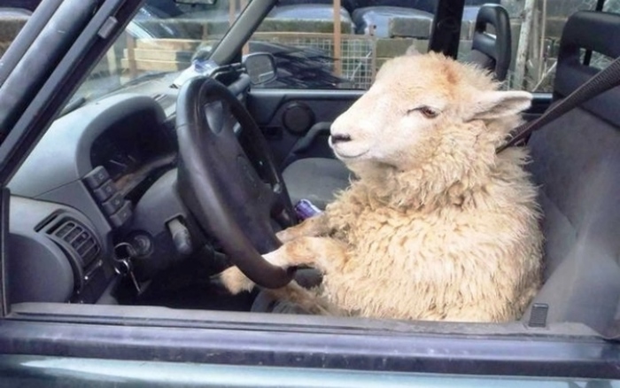 овца в такси