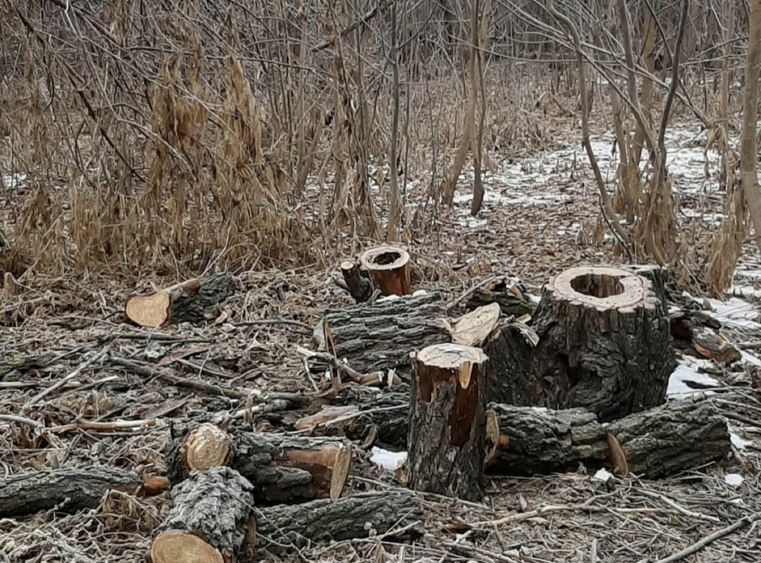 Астраханская администрация опровергла информацию о вырубке деревьев на Городском острове