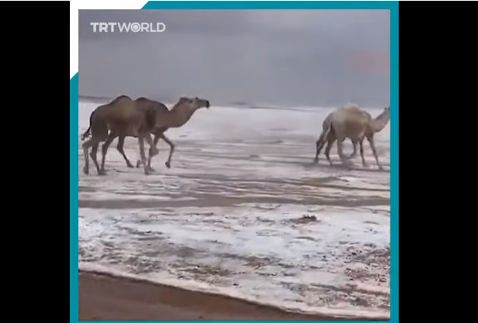 В пустыне Сахара впервые за 40 лет выпал снег