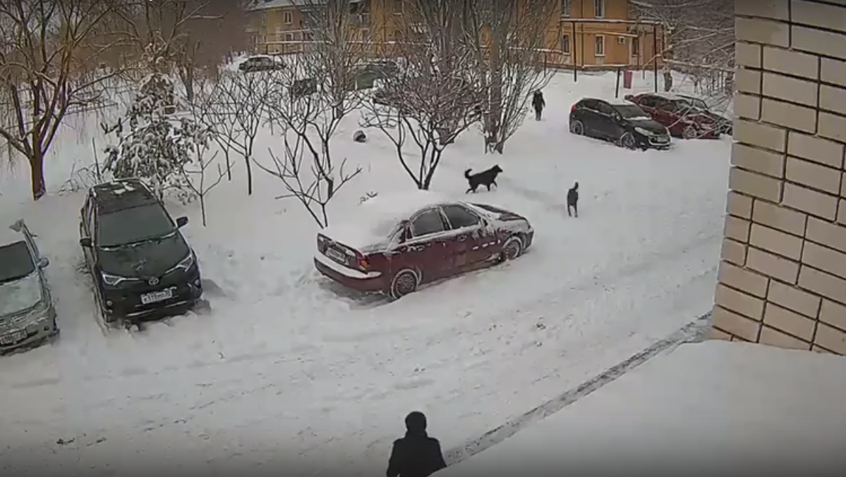 В Астраханской области СК проводит проверку после нападения своры собак на детей