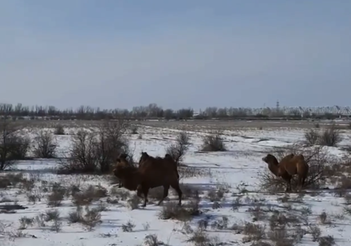 верблюды в снегу