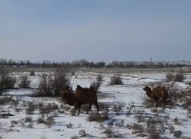 верблюды в снегу
