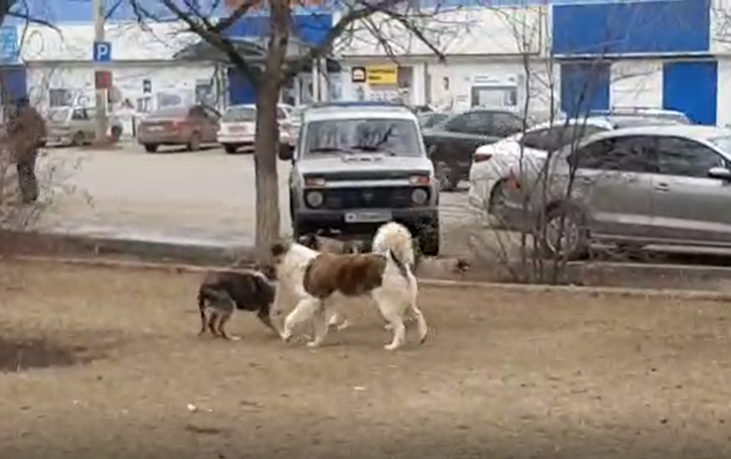 В Астрахани стерилизованные собаки продолжают вести активную половую жизнь