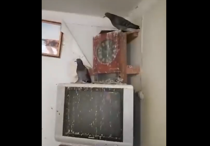 астрахань голубятня в квартире