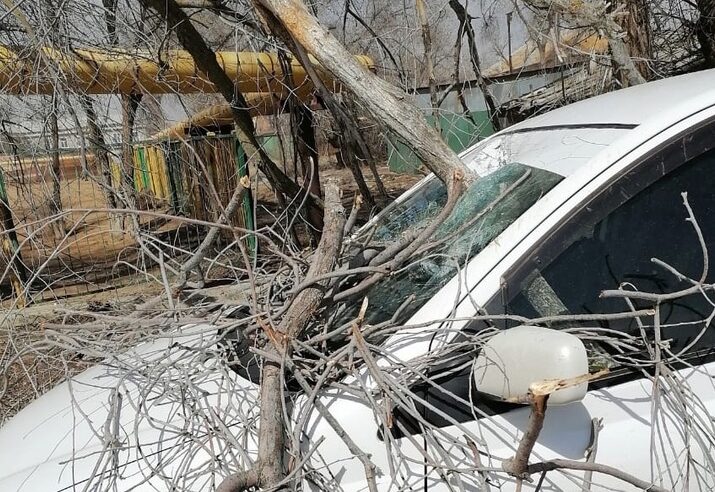 В Астрахани автомобиль Toyota насквозь пробило дерево