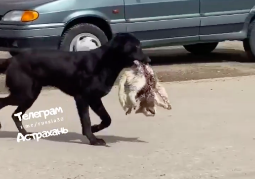 В Астраханской области бездомные собаки начали питаться кошками (видео)