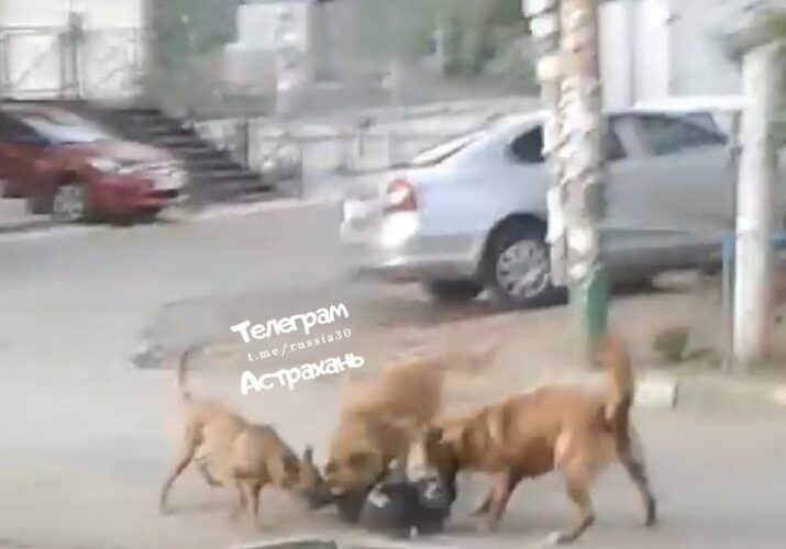 нападение собак Астрахань