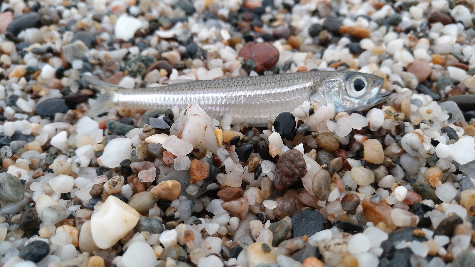 Рыба песчанка фото и описание
