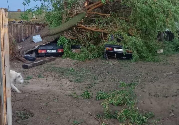 Под Астраханью дерево упало на машину
