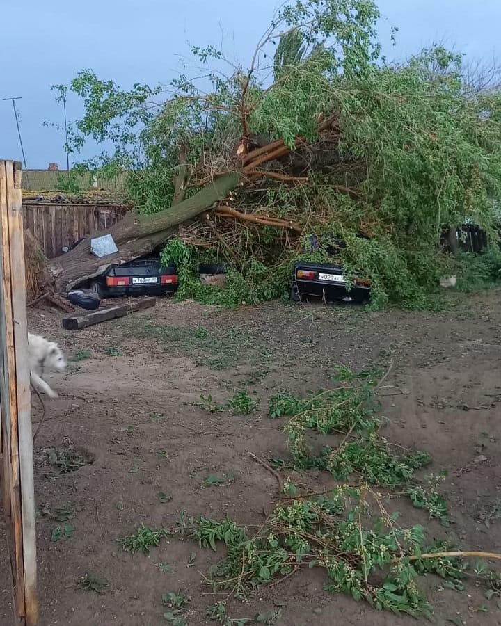 Под Астраханью дерево упало на машину