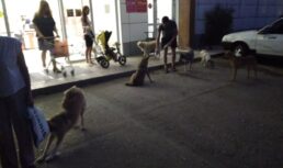 собаки нападают у магазинов астрахань