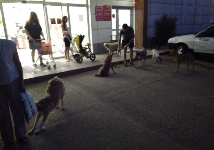 собаки нападают у магазинов астрахань