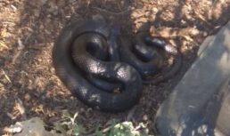 Астраханец обнаружил в селе Коклюй огромную змею