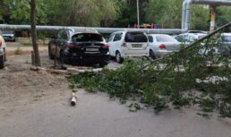 дерево упало на машины