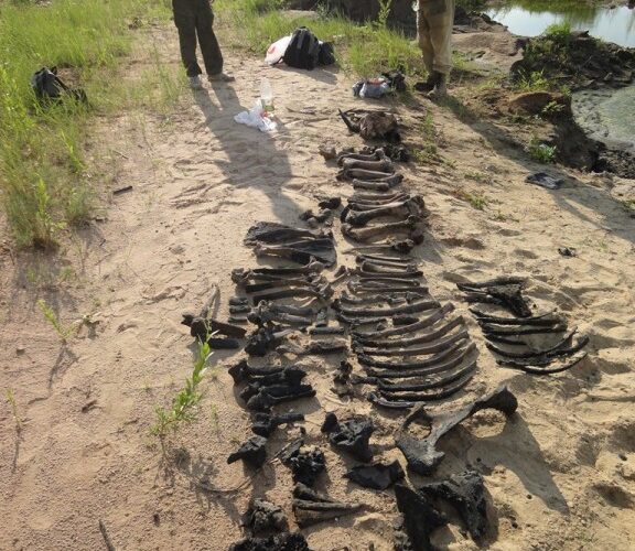 В Астраханской области нашли скелет древнего бизона