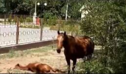 лошади астрахань самовыпас