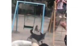 бродячие собаки на детской площадке