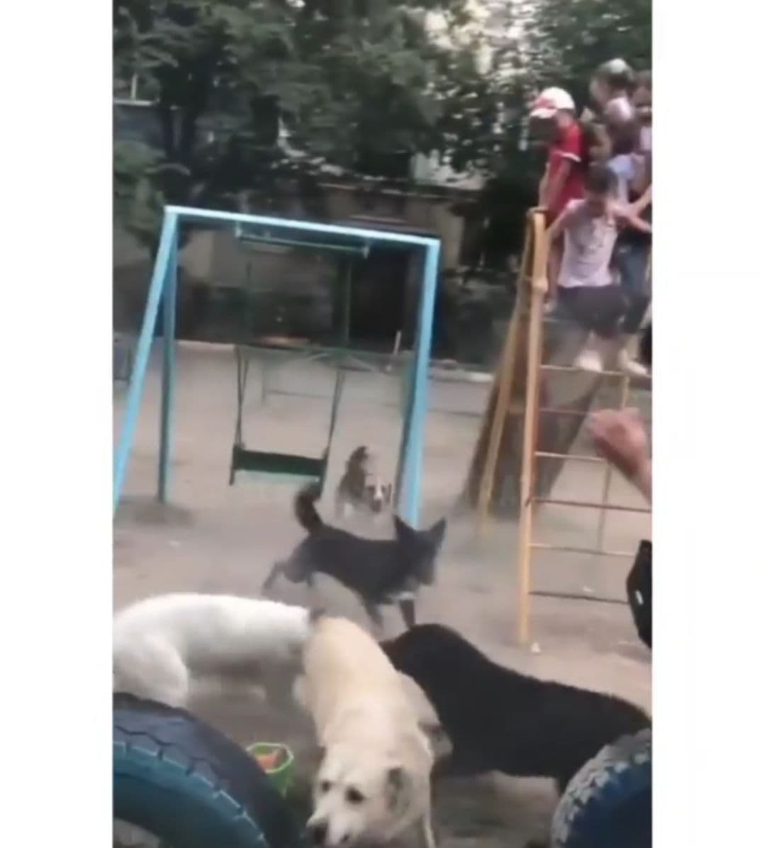 Собачьи площадки в Астрахани. Бродячие собаки Астрахань. На рынке подрались собаки на драку сбежались зеваки. Сон в котором подрался с собакой. Собаку обвинили