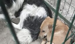 Они коновалы: контракт на отлов собак в Астрахани получили ростовчане