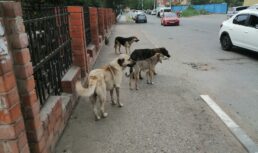 Астрахань не избавится от бродячих собак еще как минимум 5 – 7 лет