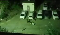 Владелец астраханской кофейни пожаловался, что собаки не дают ему спать по ночам собаки астрахань