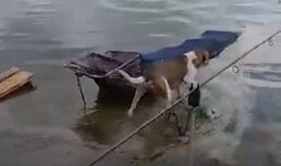 собака переплывает покормить щенков