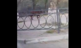 В Астрахани теленок разгуливал по Новому мосту