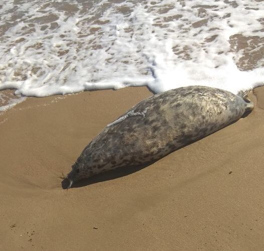 на берег Каспийского моря выбросило мертвого белька