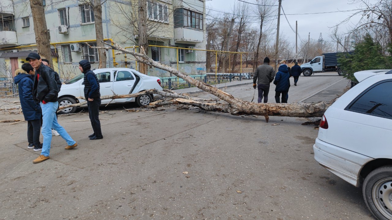 Из-за сильного ветра в Астрахани упали два дерева