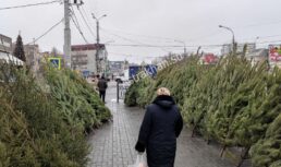цены на елки в Астрахани