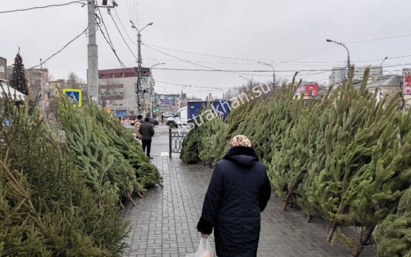 цены на елки в Астрахани