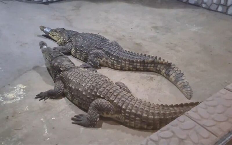 крокодилы зоопарк Астрахань
