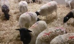 новая порода овец