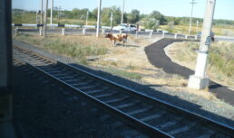 скот и поезда