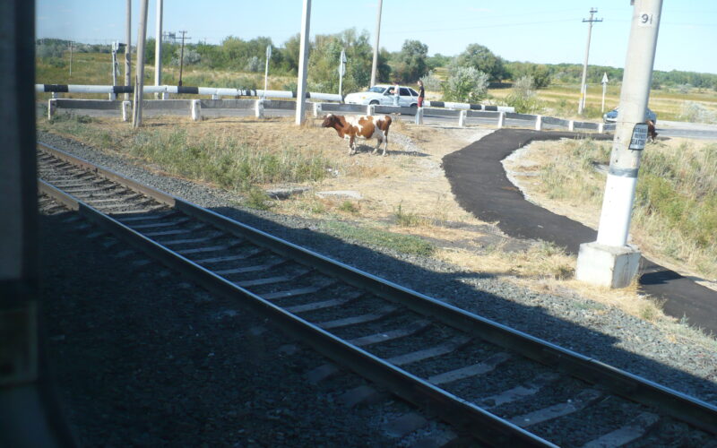 скот и поезда
