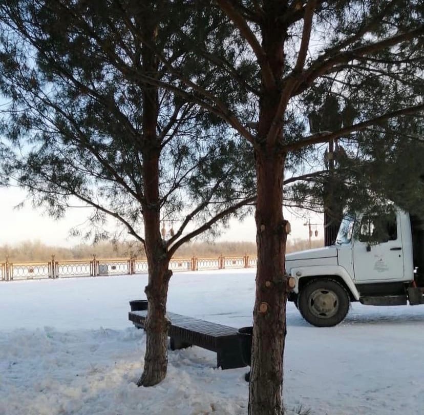 В Астрахани проводят работы по обрезке хвойных деревьев