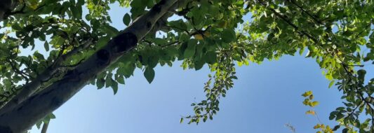 урожай фруктов Астрахань