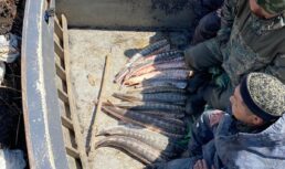 Под Астраханью у браконьеров изъяли 100 кг краснокнижных осетров