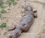 Скончался третий найденный в Астраханской области крокодил