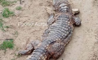 Скончался третий найденный в Астраханской области крокодил