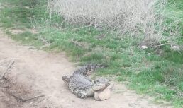 крокодилы в Астрахани