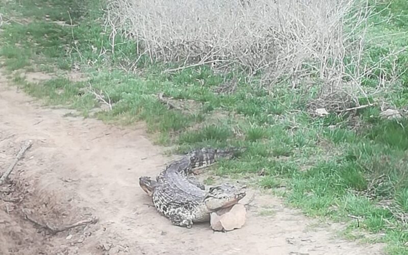 крокодилы в Астрахани