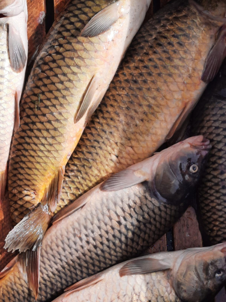 Астраханская фирма незаконно выпустила 14 тонн рыбы в продажу