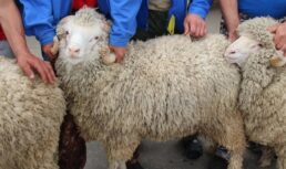 Харабалинские овцы будут представлять Астрахань на выставке в Волгограде