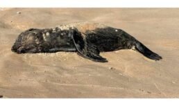 мёртвые тюлени на Каспии