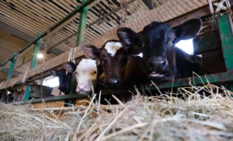 В Астраханской области игумен развивает современную молочную ферму