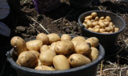 В Астрахани будут продавать местный картофель по выгодным ценам