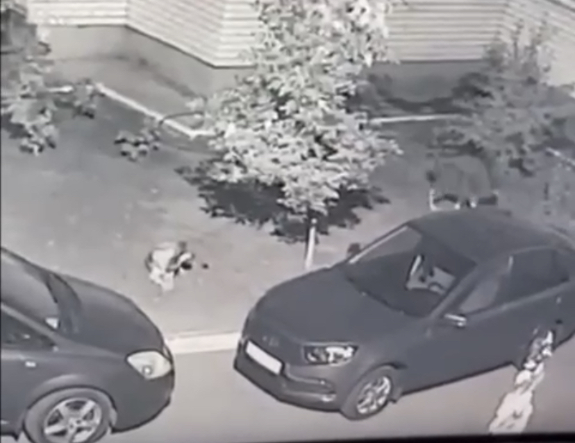 Ночная травля собак в Астрахани попала на видео